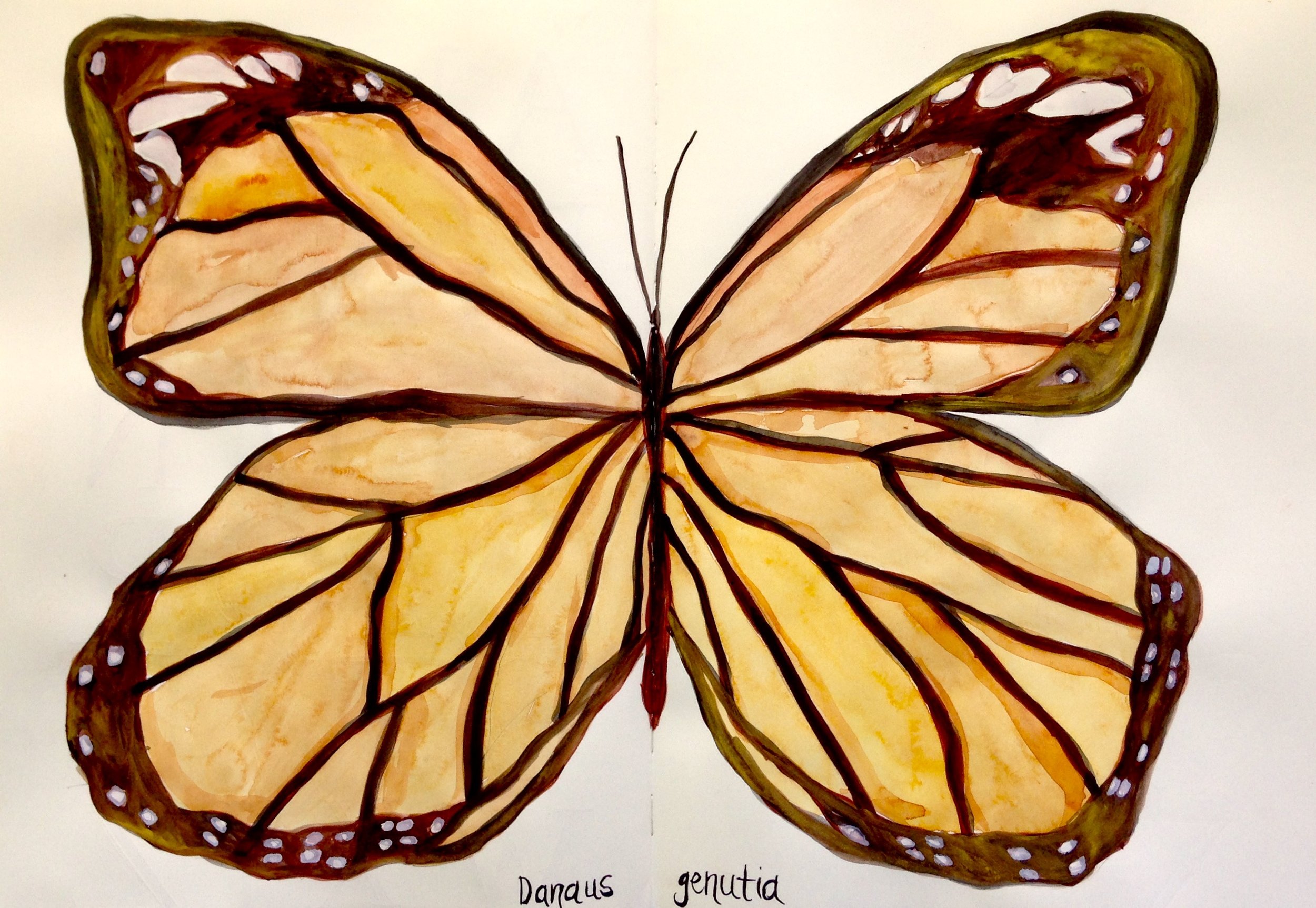 Danaus Genutia by Kerin Nicole.jpg
