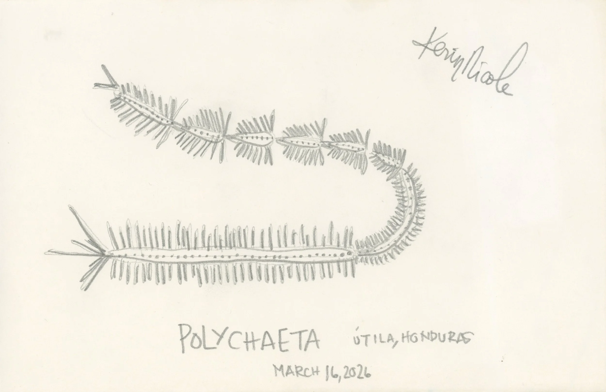 Polychaeta