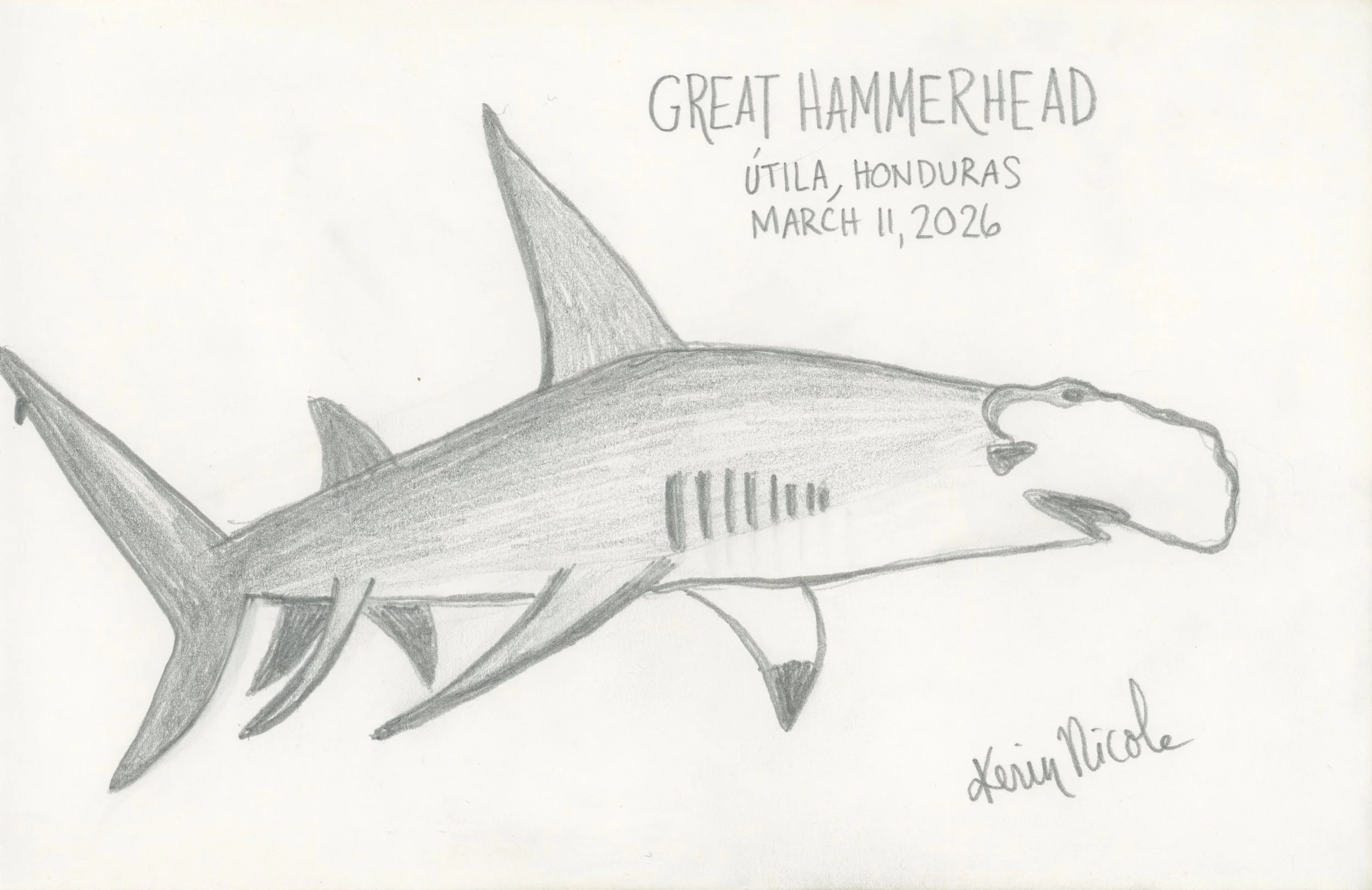 Great Hammerhead