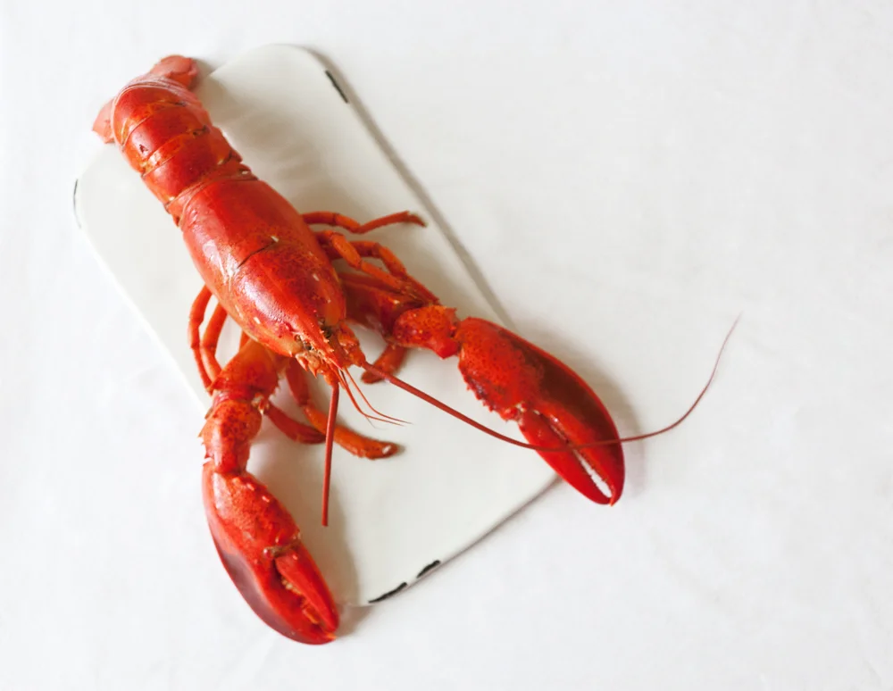 Lobster-Rolls-02.jpg