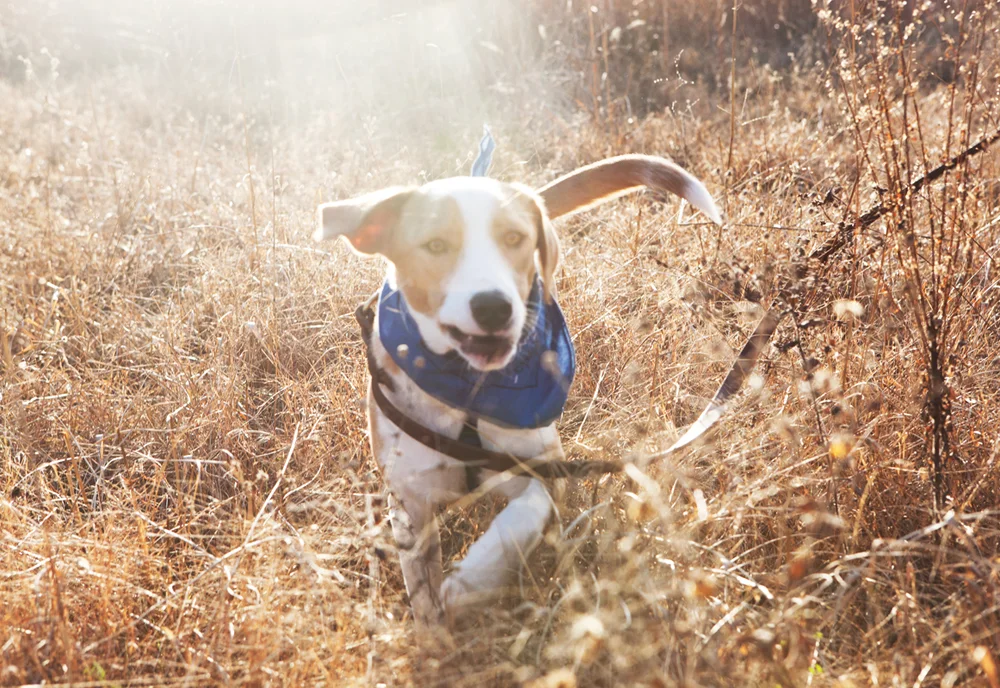 Daisy_November_01.jpg