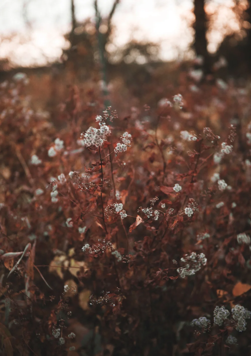 Red_November_02.jpg