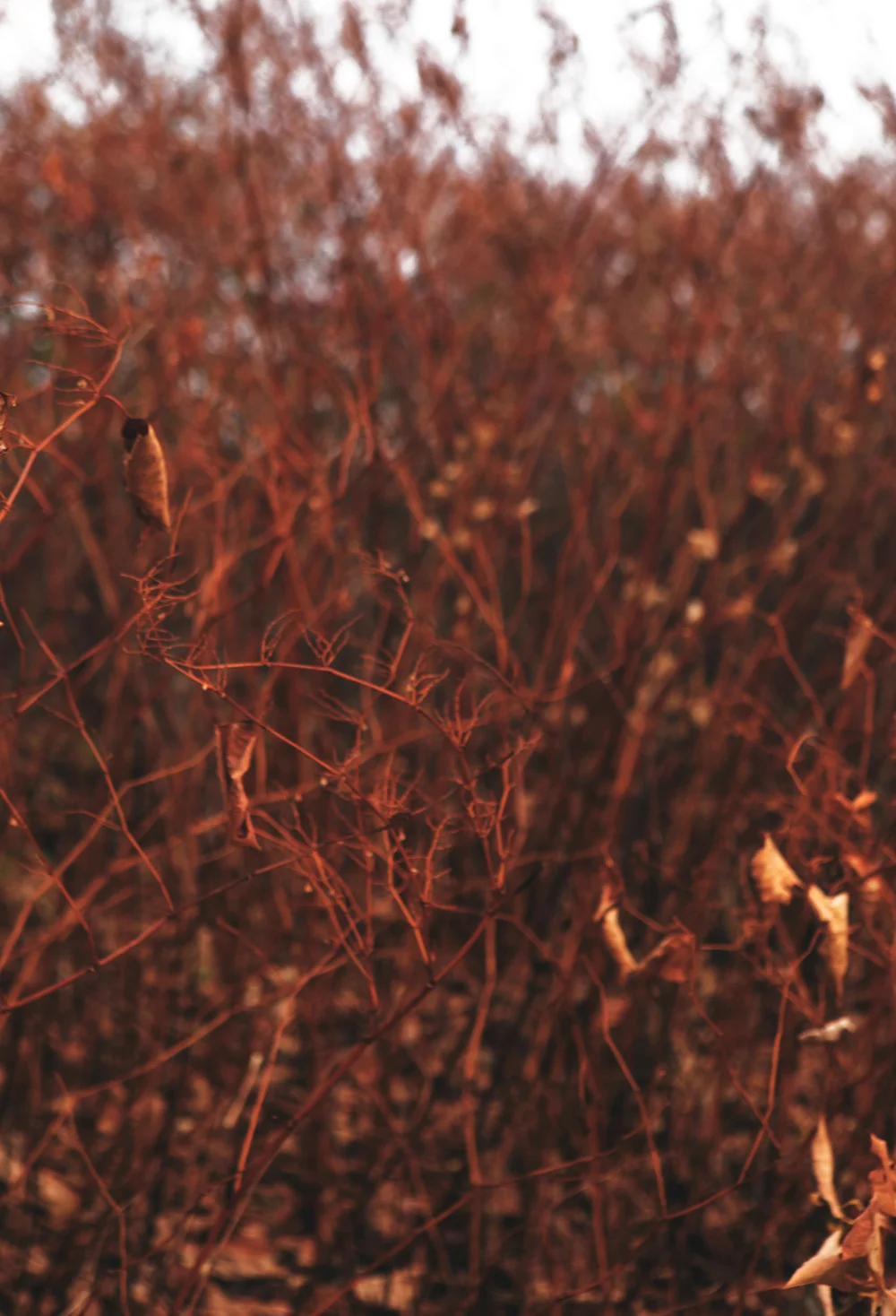 Red_November.jpg