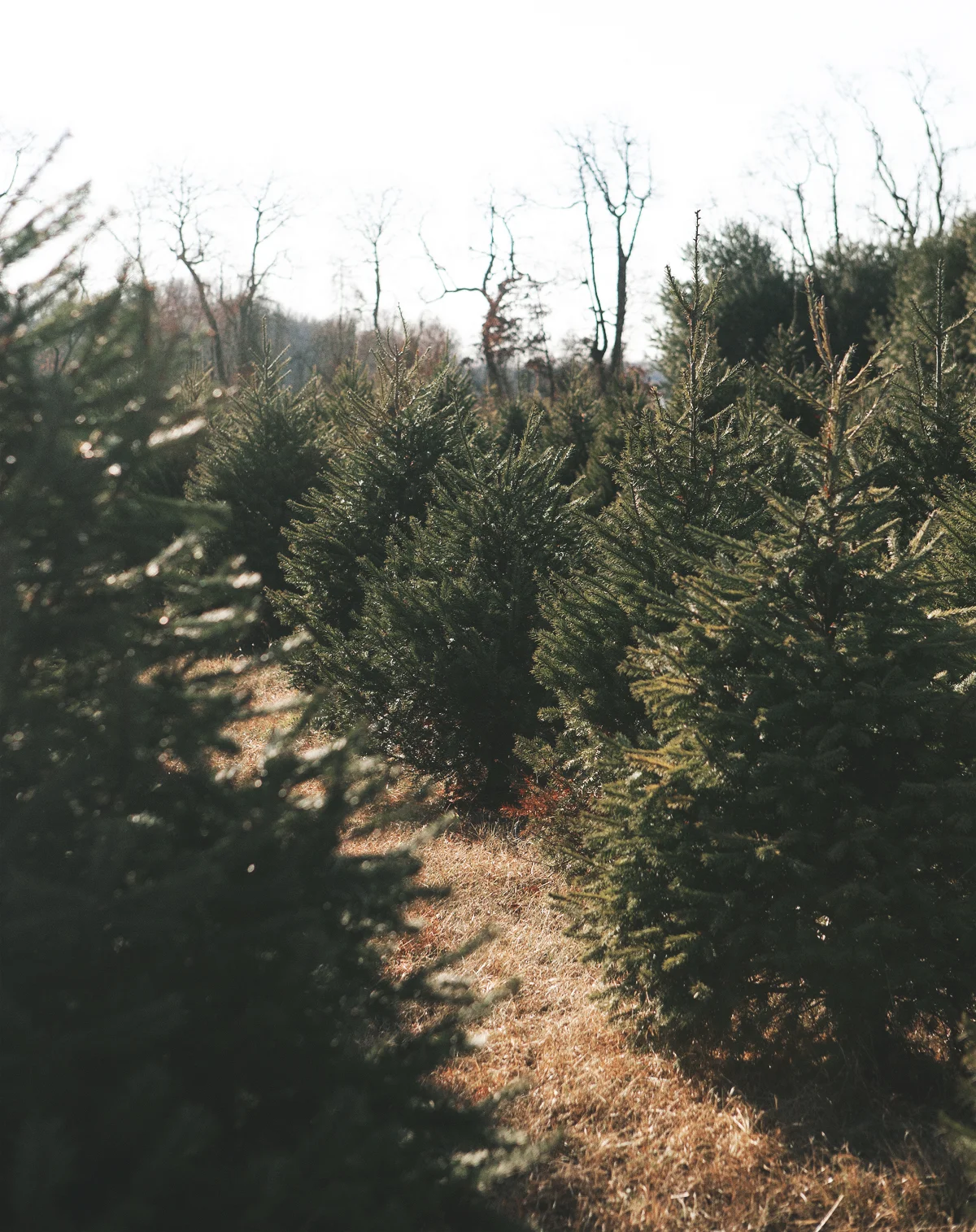 christmas-tree-hunting_12.jpg