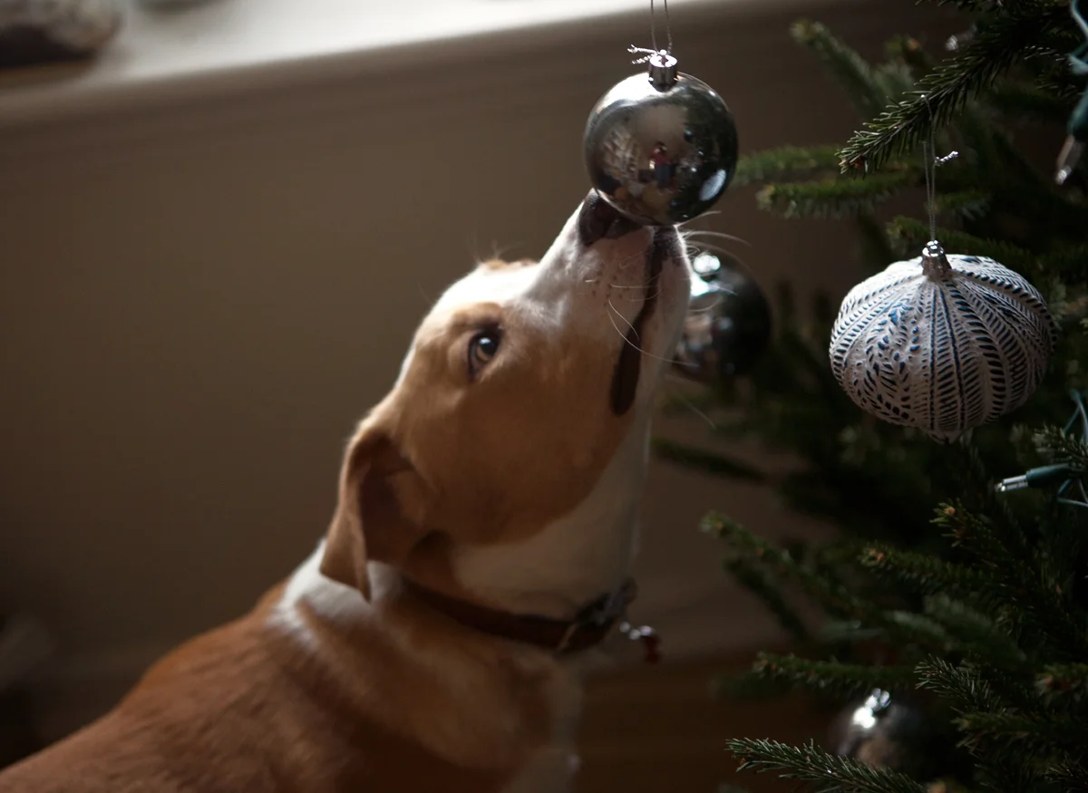 christmas-tree-hunting_14.jpg
