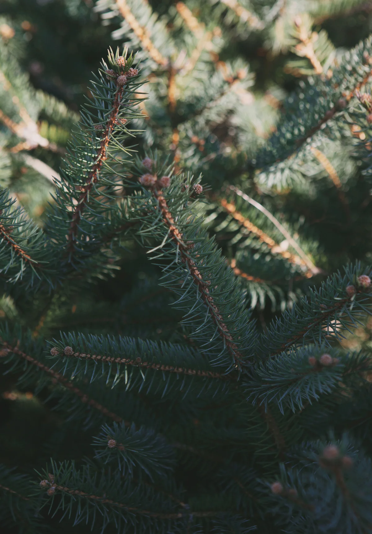 christmas-tree-hunting_08.jpg