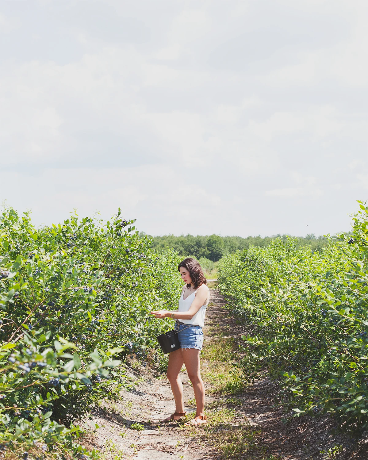 Blueberry-Picking_JG_0096.jpg
