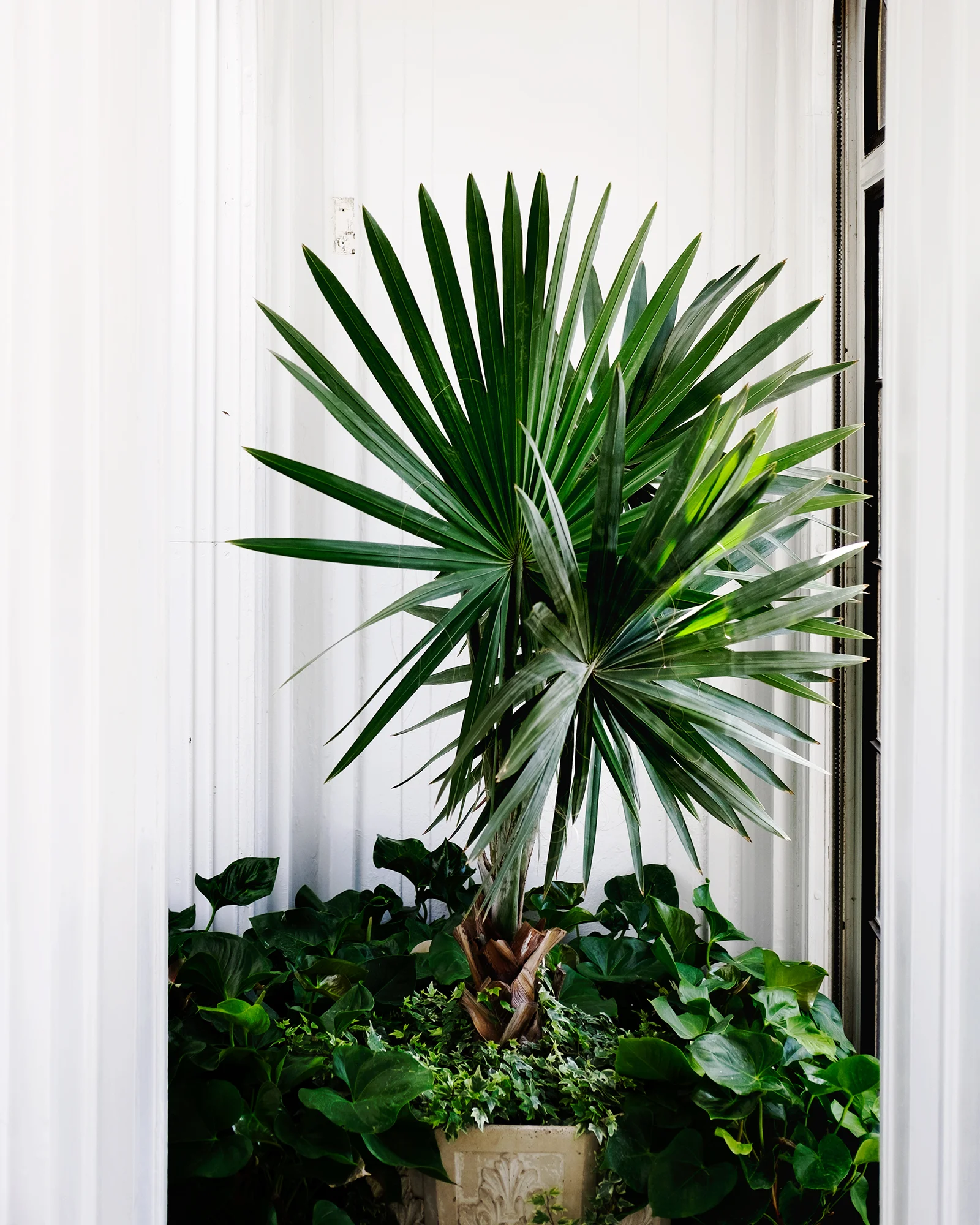 JG_2018_SPRING_LONGWOOD_1424.jpg