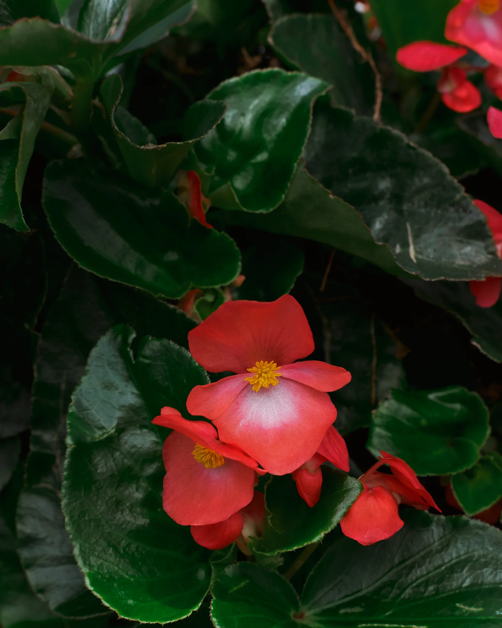 JG_2018_SPRING_LONGWOOD_1598.jpg
