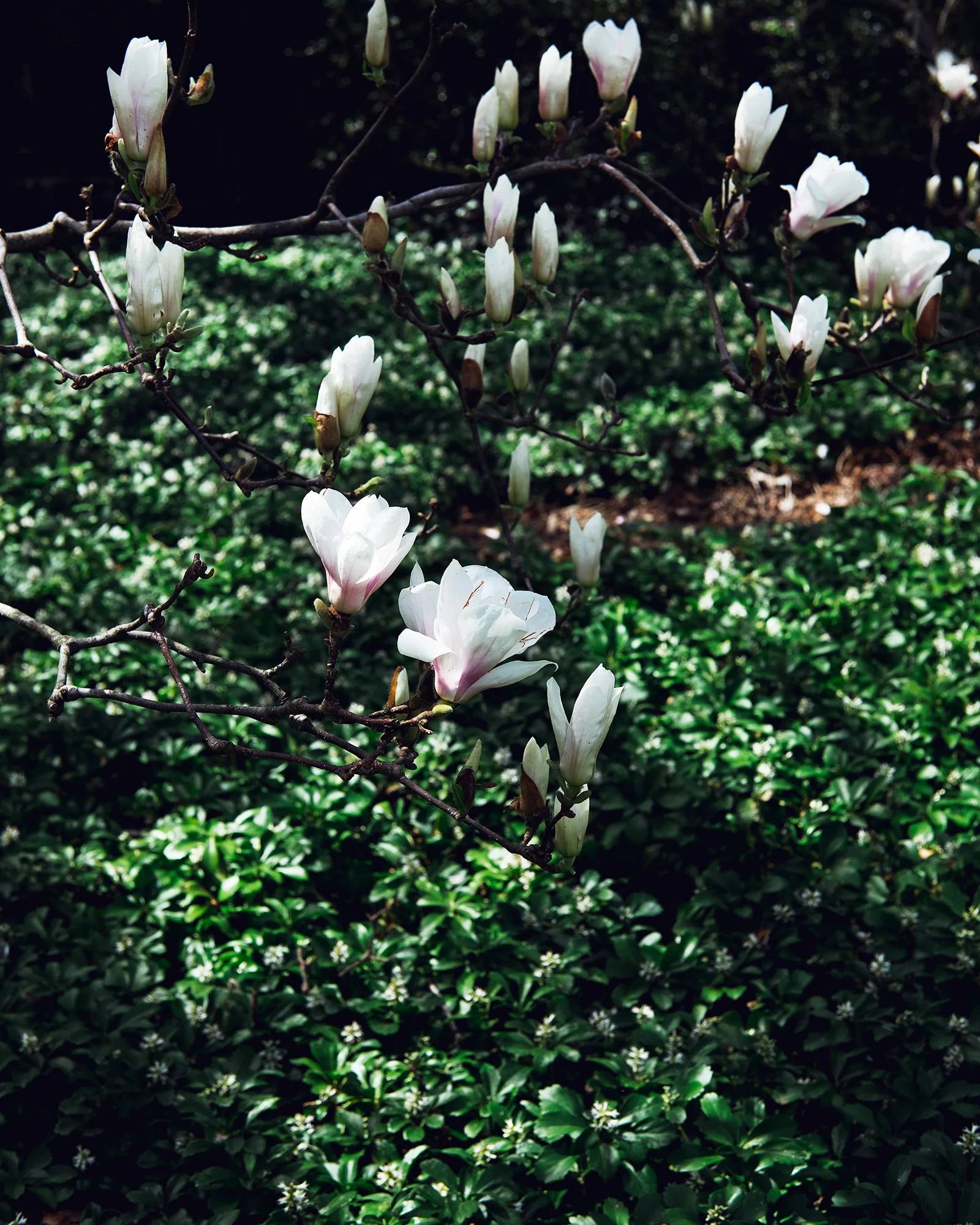 JG_2018_SPRING_LONGWOOD_1393.jpg