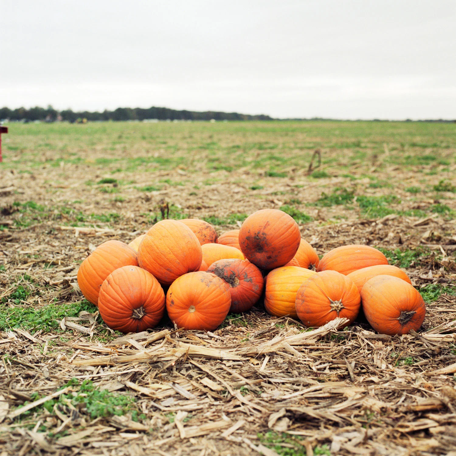 punkin063.jpg