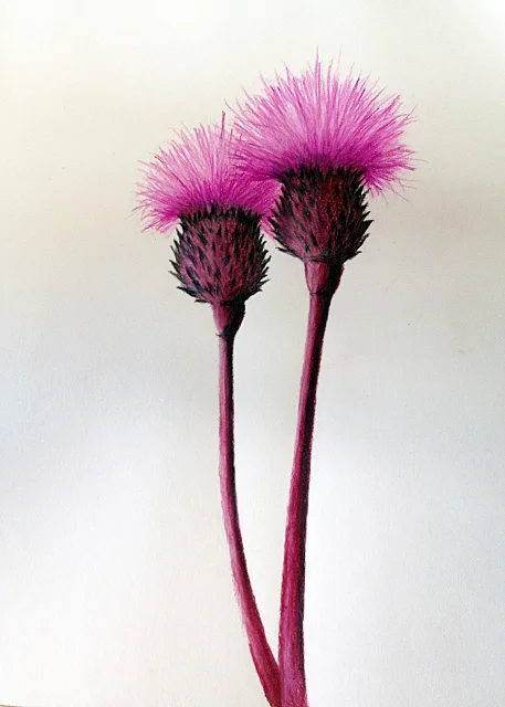 Thistle.jpg