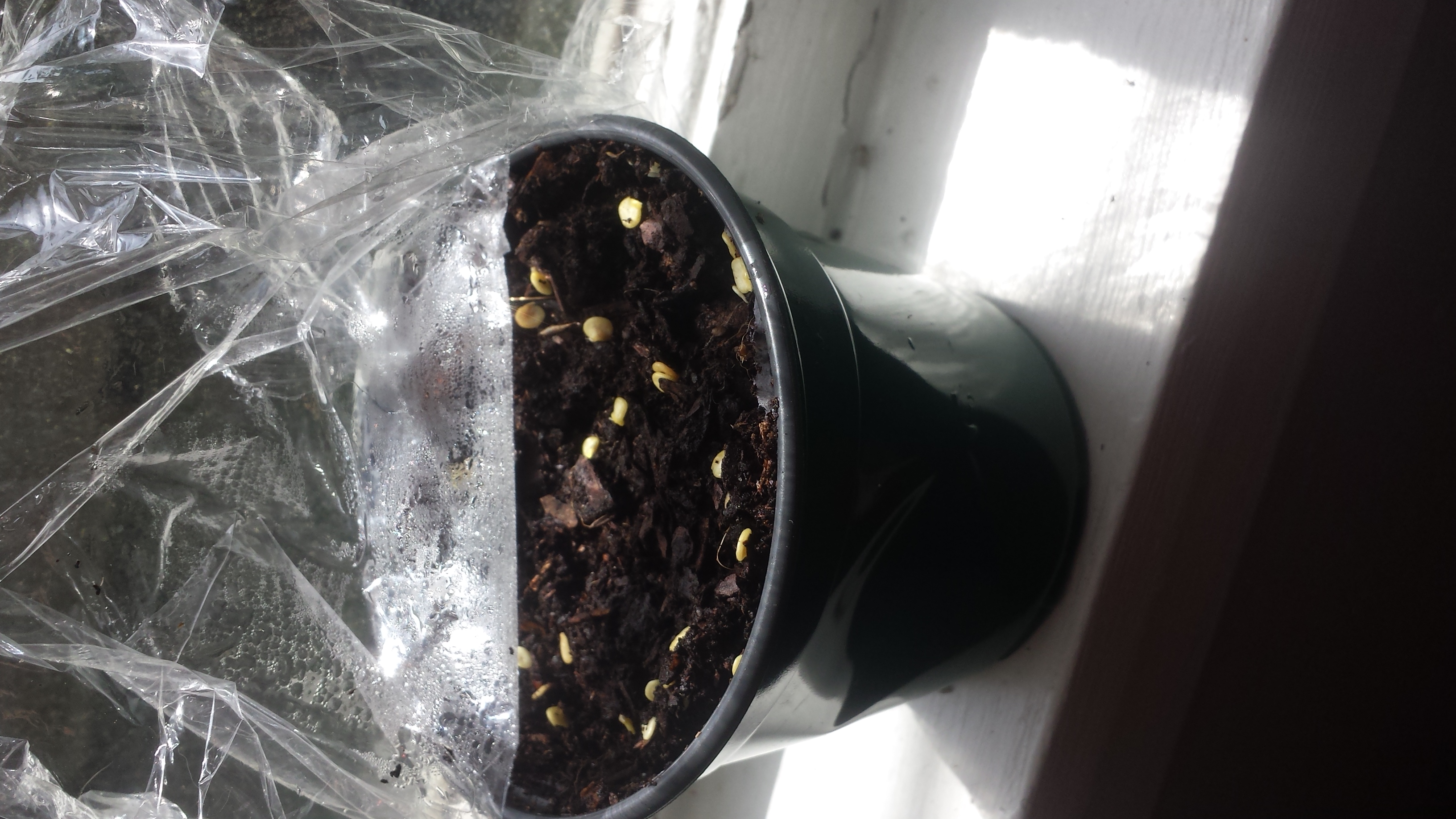 Without sphagnum moss covered by plastic wrap