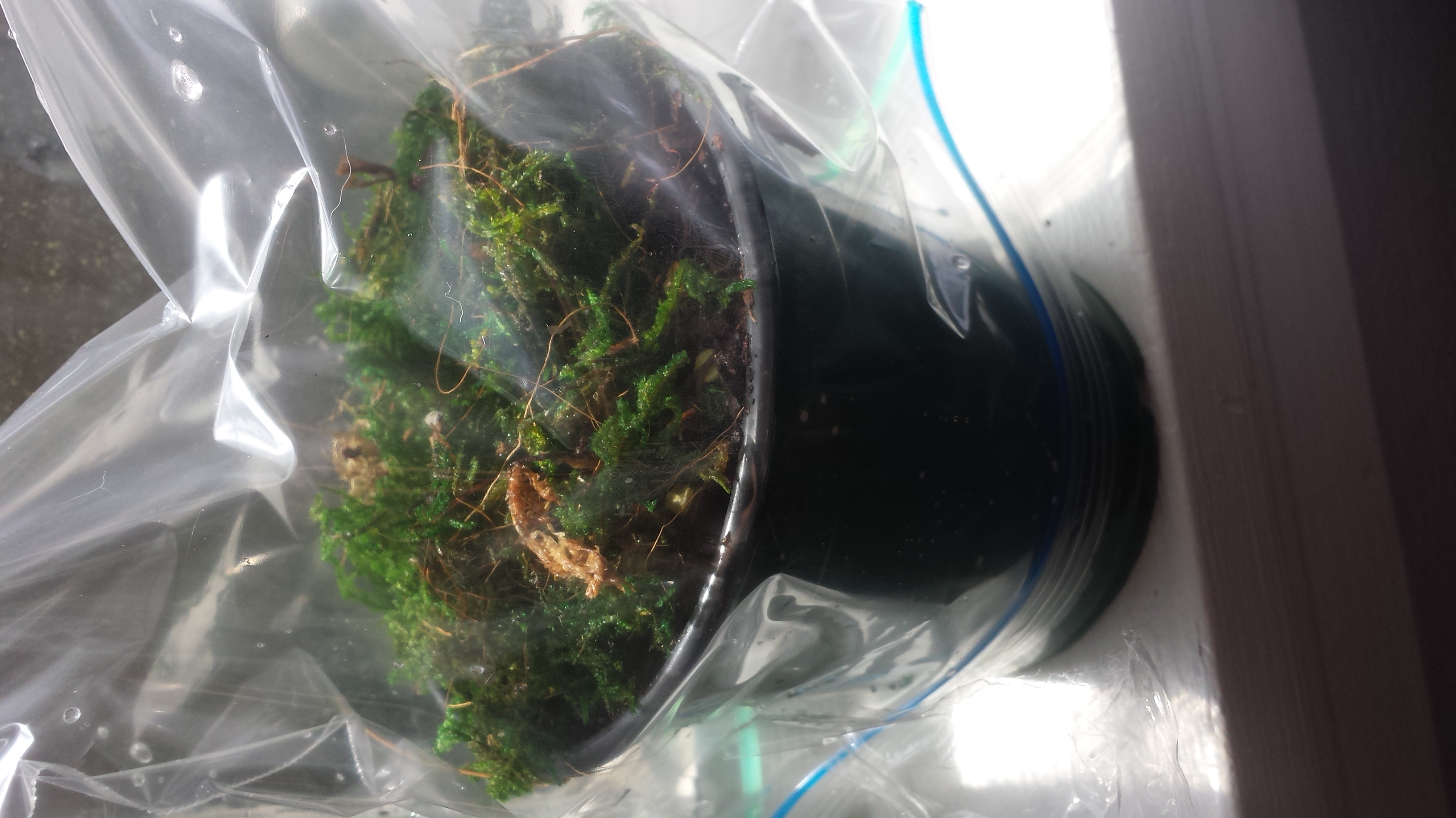 With sphagnum moss covered by a sandwich bag