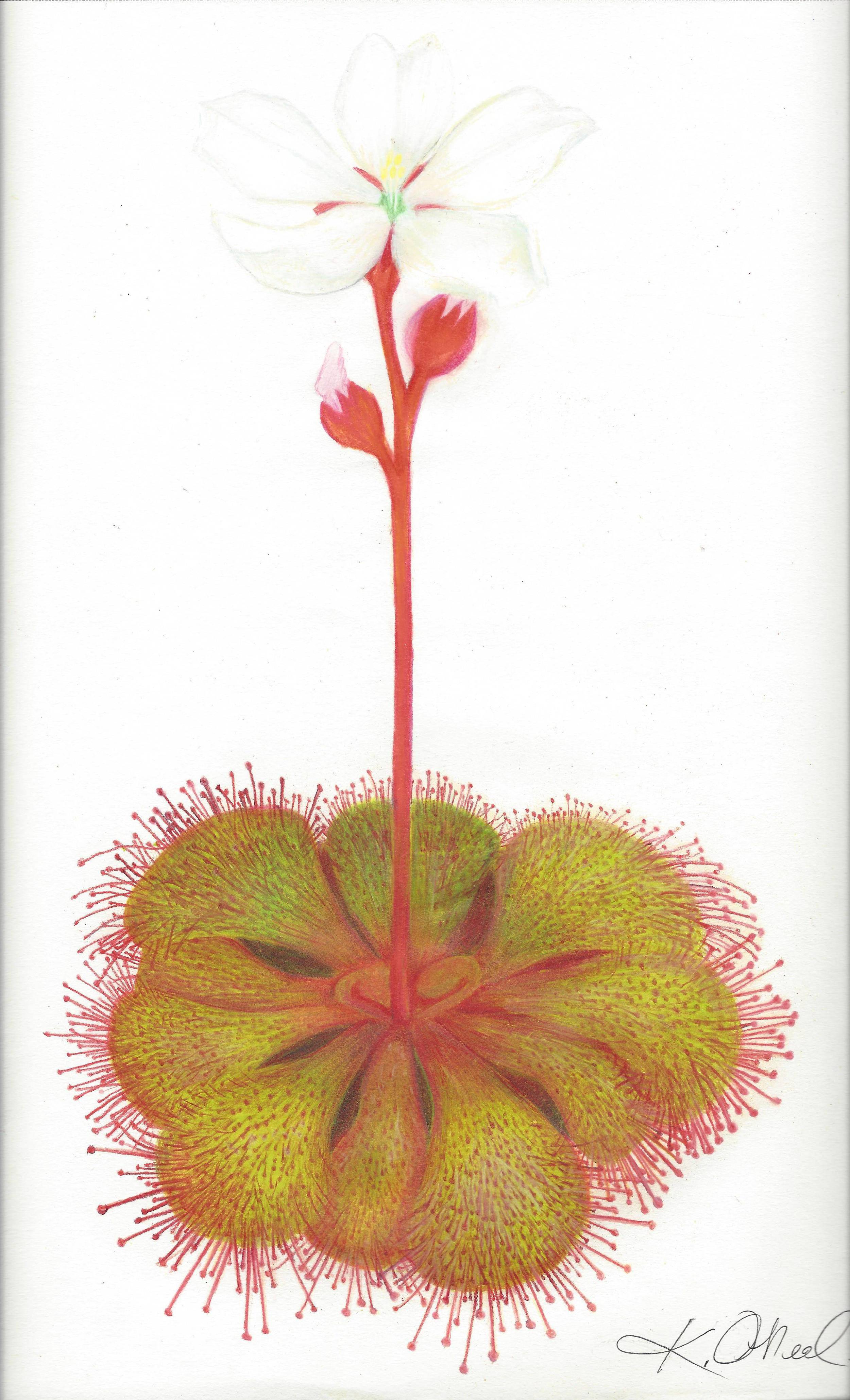 Drosera (Sundew)