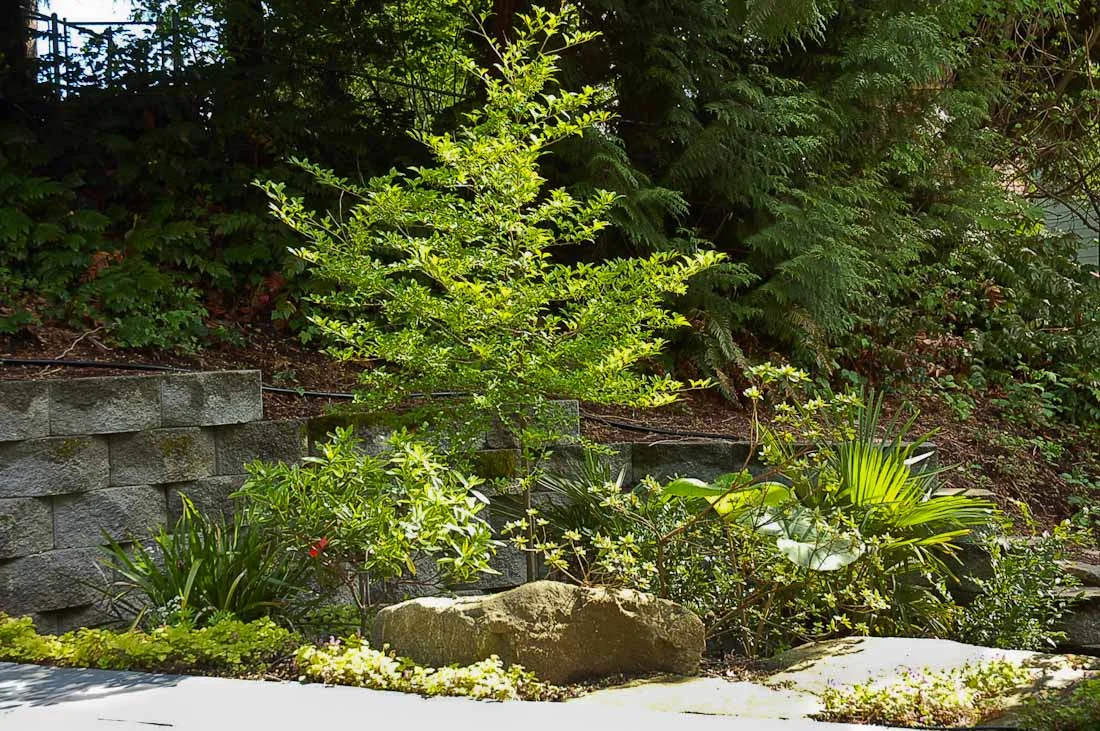 issaquah-back-yard-paul-moon-design-landscape-architecture-3.jpg