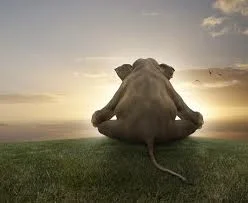 siddhasana elephant.jpg