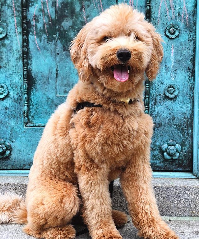 happy second birthday to this fluff! since bj&ouml;rn&rsquo;s my fur baby and almost certainly my child, i&rsquo;m gonna go ahead and lay out some mom clich&eacute;s: my life is ineffably better with a pup in my life and i couldn&rsquo;t imagine life