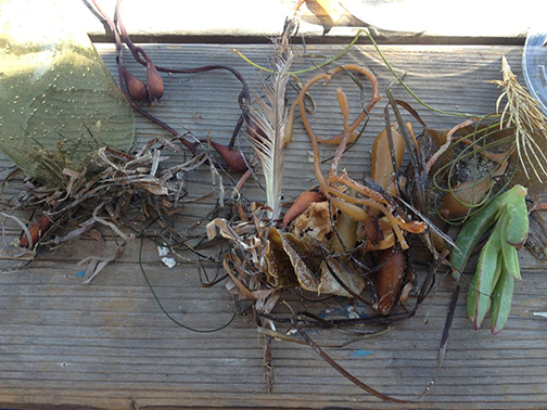 The morning swim's haul.