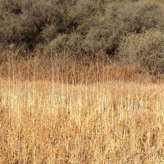 Golden stalks.