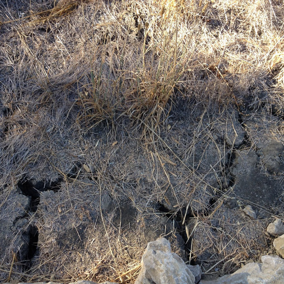The former home of the funnel web spiders.