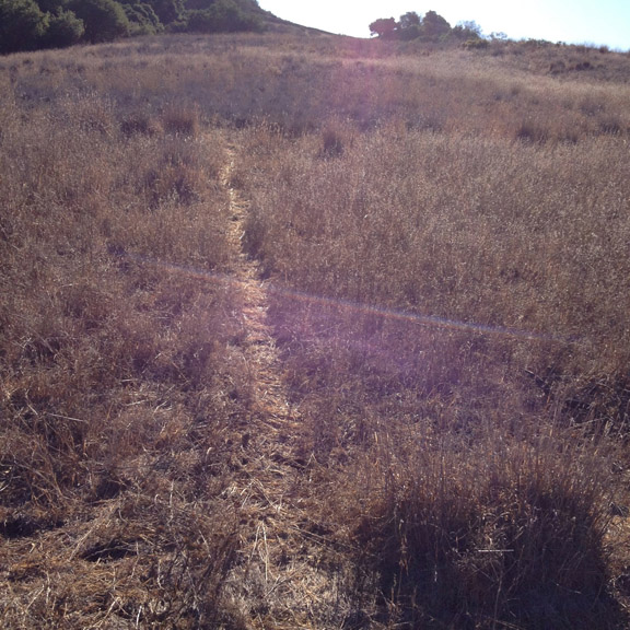 Critter trails.