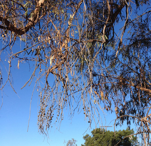 Drooping Eucalyptus