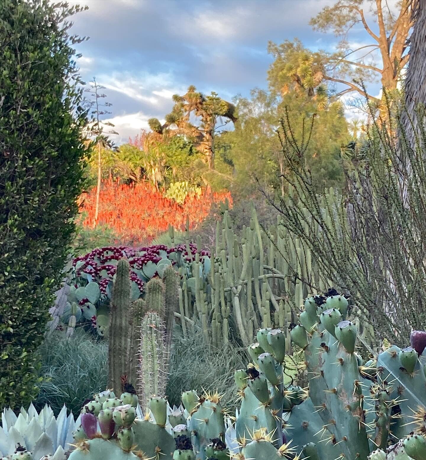 Wrapping up the first day of 2024. Peace and Happy New Year! 

#happynewyear2024 #thehuntington #cactusgarden  #botanical #peace #thehuntingtonlibrary #ilovesocal