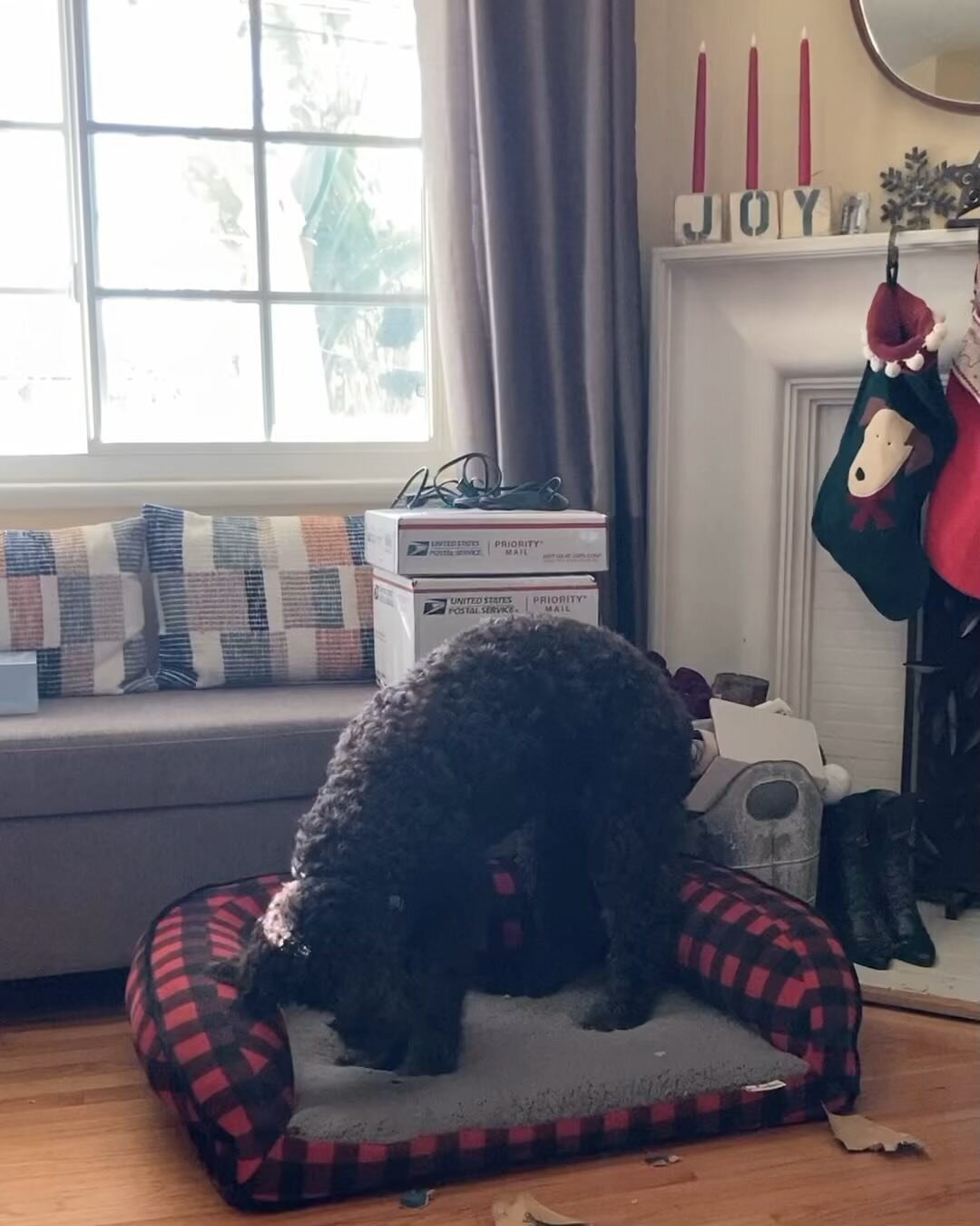 A Christmas love story in three acts.  Act 1. The New Bed &hellip; Act 2. &hellip; The Interloper &hellip; Act 3. The Floor 

#merryxmas #newbed #siblings #gift #beloved #cats #dogs #mainecoon #labradoodlesofinstagram