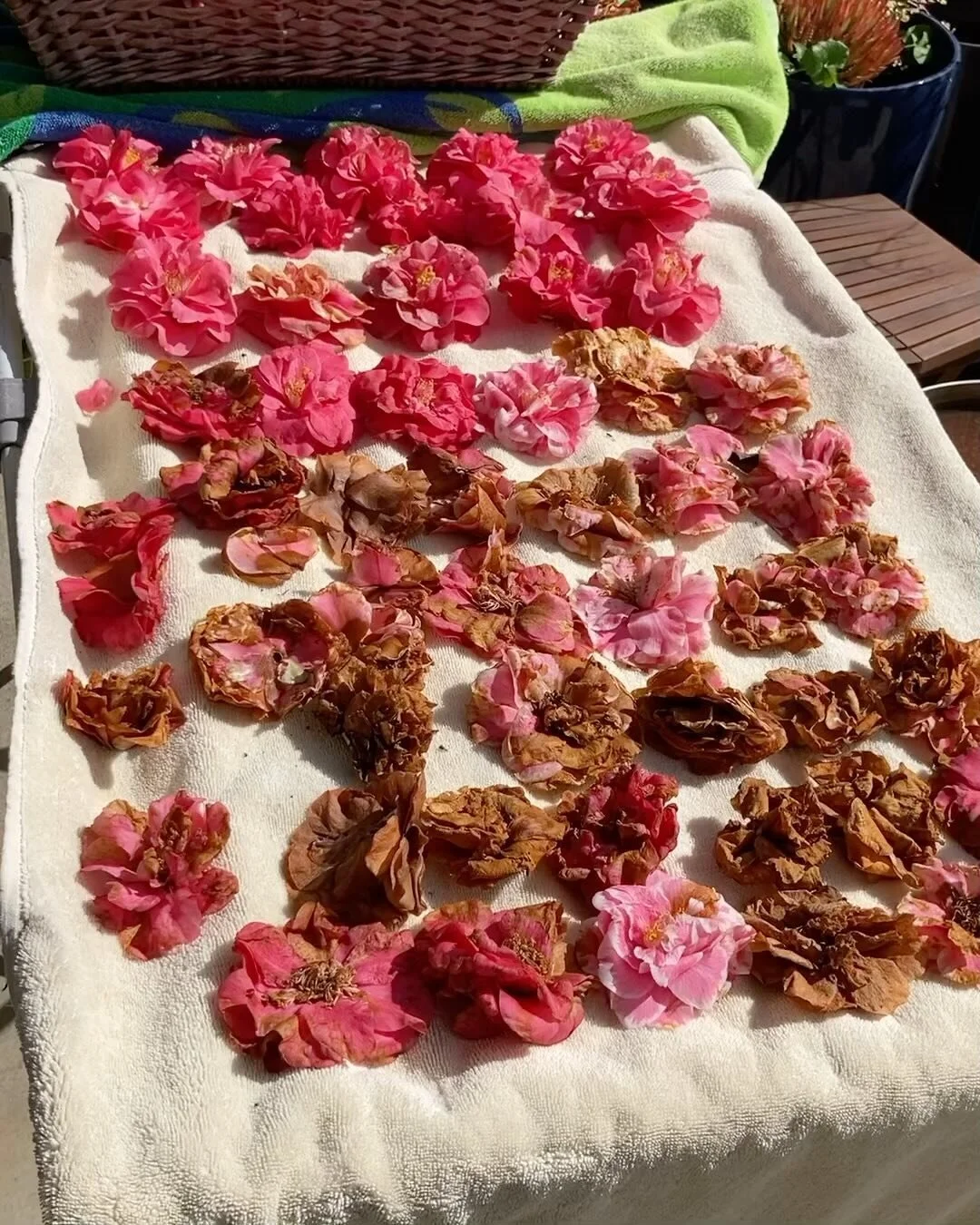 Camellia overload this year on our tree. Getting ready to learn to make some botanical inks. And it&rsquo;s still blooming! Love all the stages of color as they dry.  Also some pics of the camellia show @thehuntingtonlibrary and one of their many tre