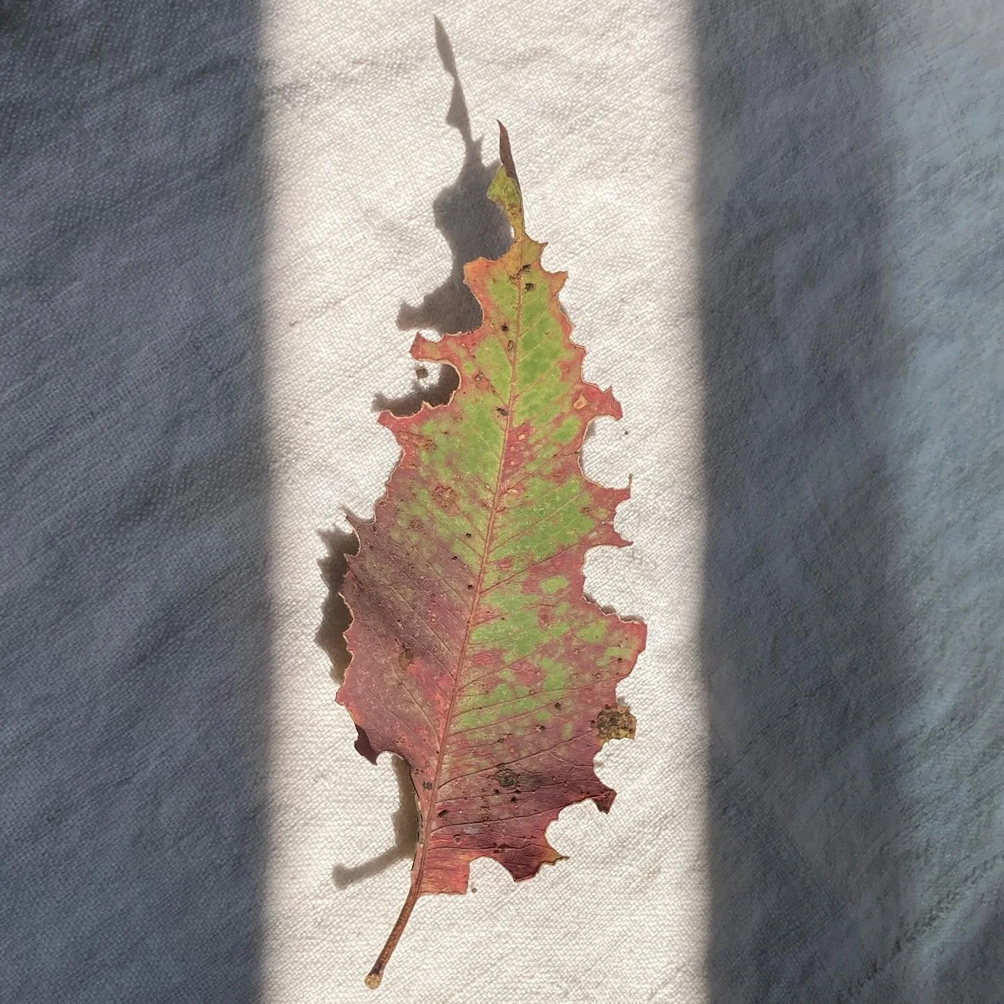 Found this beautiful nibbled on leaf to welcome the Fall Equinox. Day and night are in balance nearly everywhere on earth today and it&rsquo;s great to be back in the studio after a break. Stay tuned for some exciting Indelible Press changes to come 