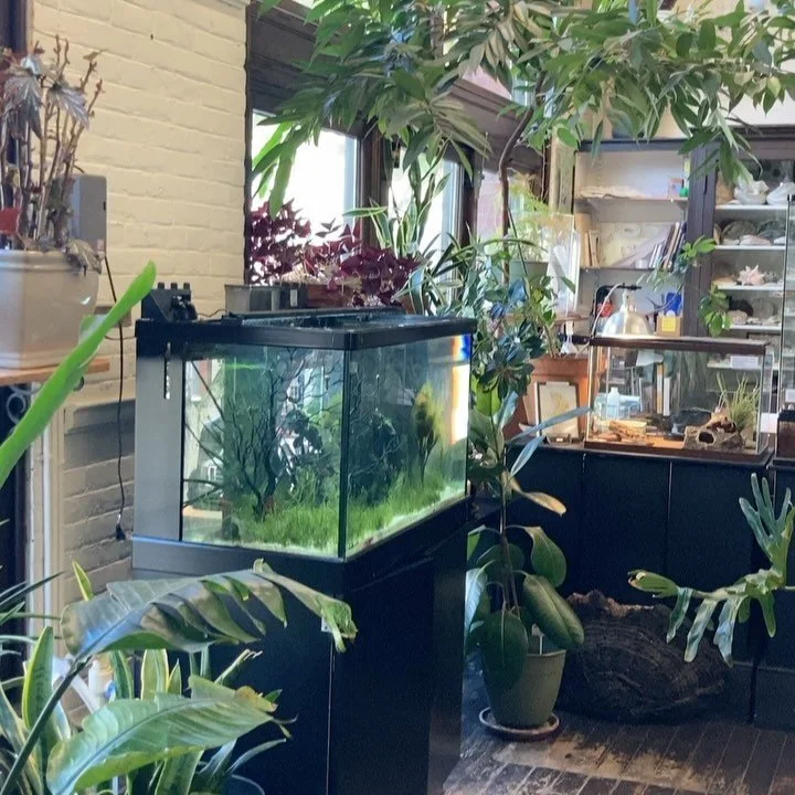 So happy to make an all too short visit to the magical RISD Nature Lab last week. What a treasure. Haven&rsquo;t been since I was a student there. When I got back I realized I&rsquo;ve been trying to unconsciously re-creature this in my own studio an