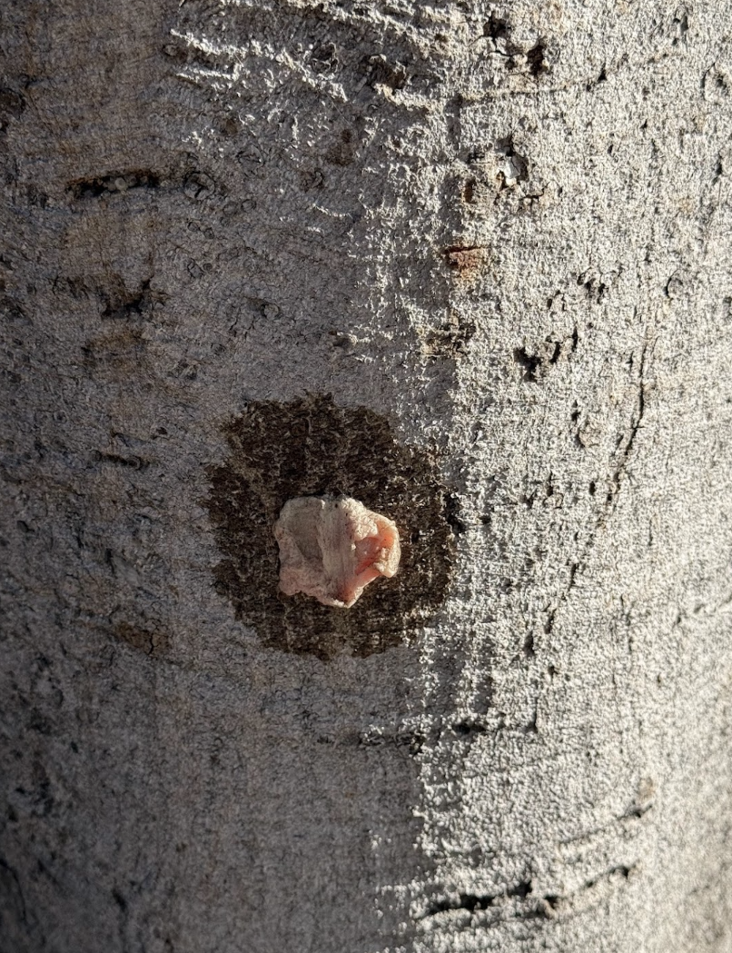 Screen Shot 2026-01-04 at 9.22.11 AM.png