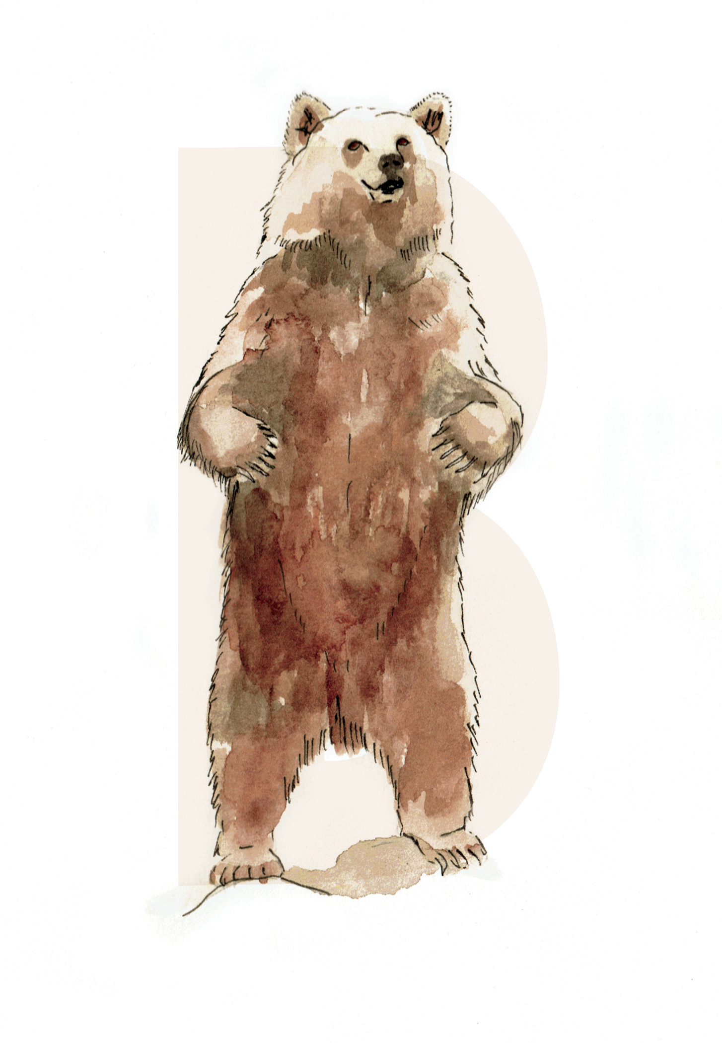 B is for Brown Bear