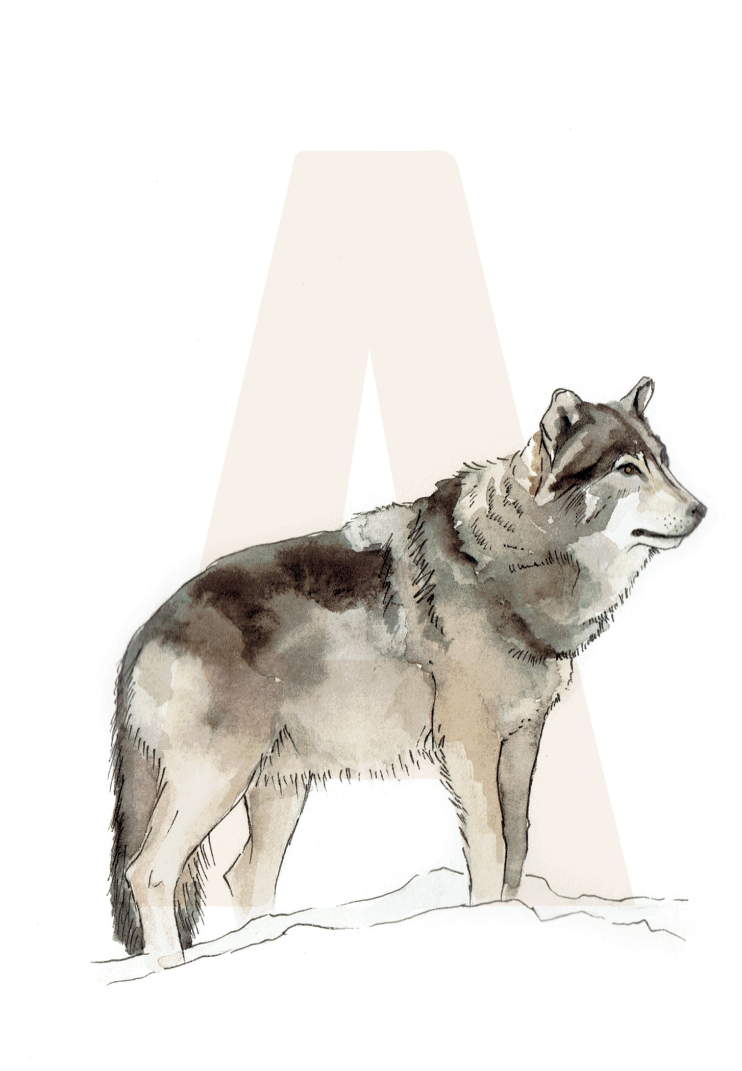 A is for Alaskan Wolf