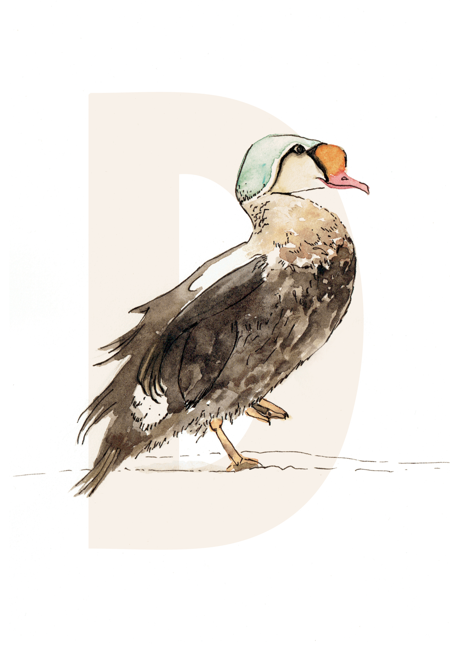 D is for Duck (Eider Duck)