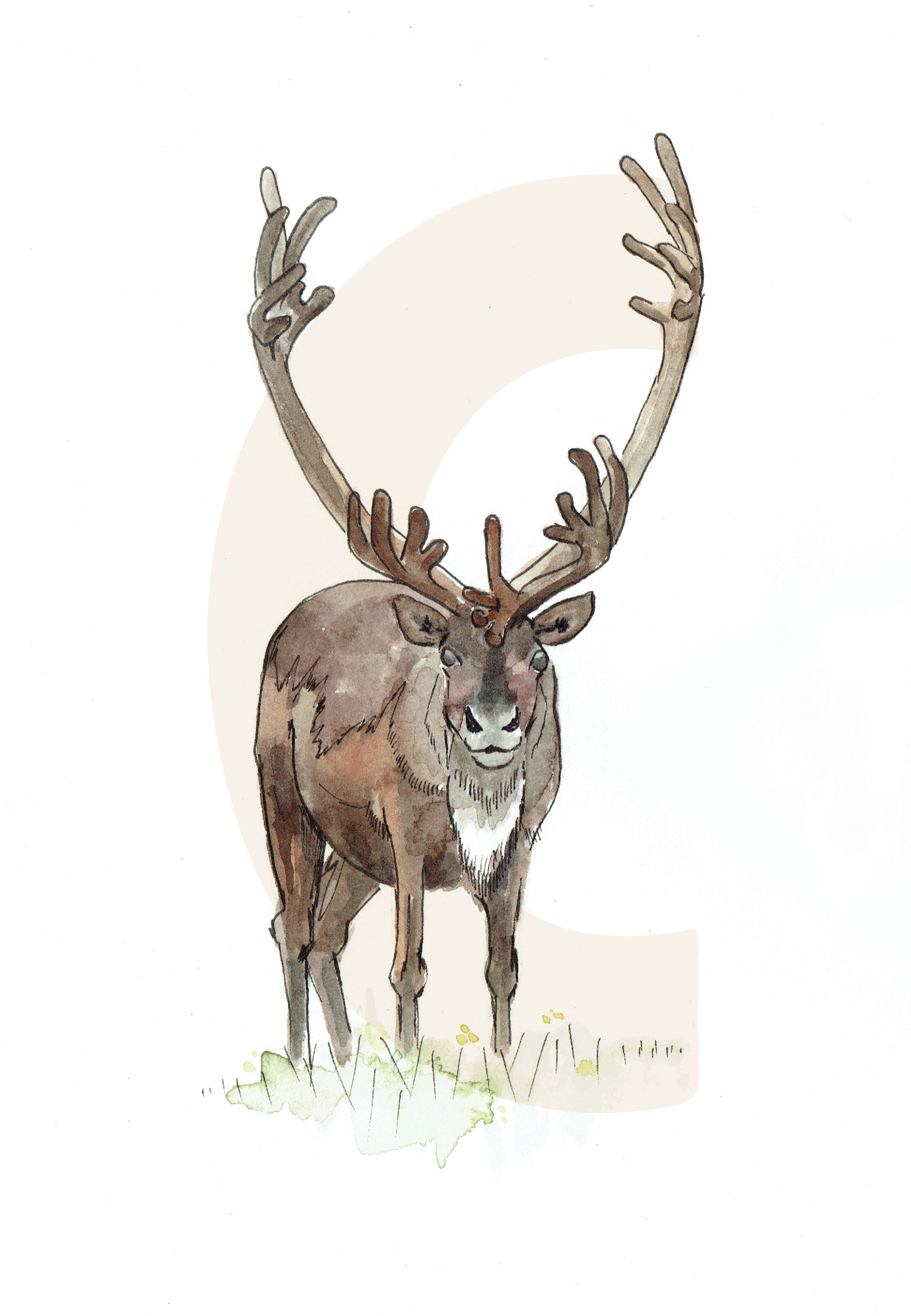 C is for Caribou