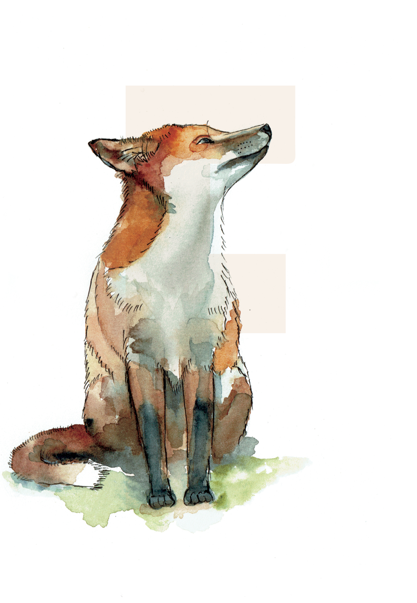 F is for Fox