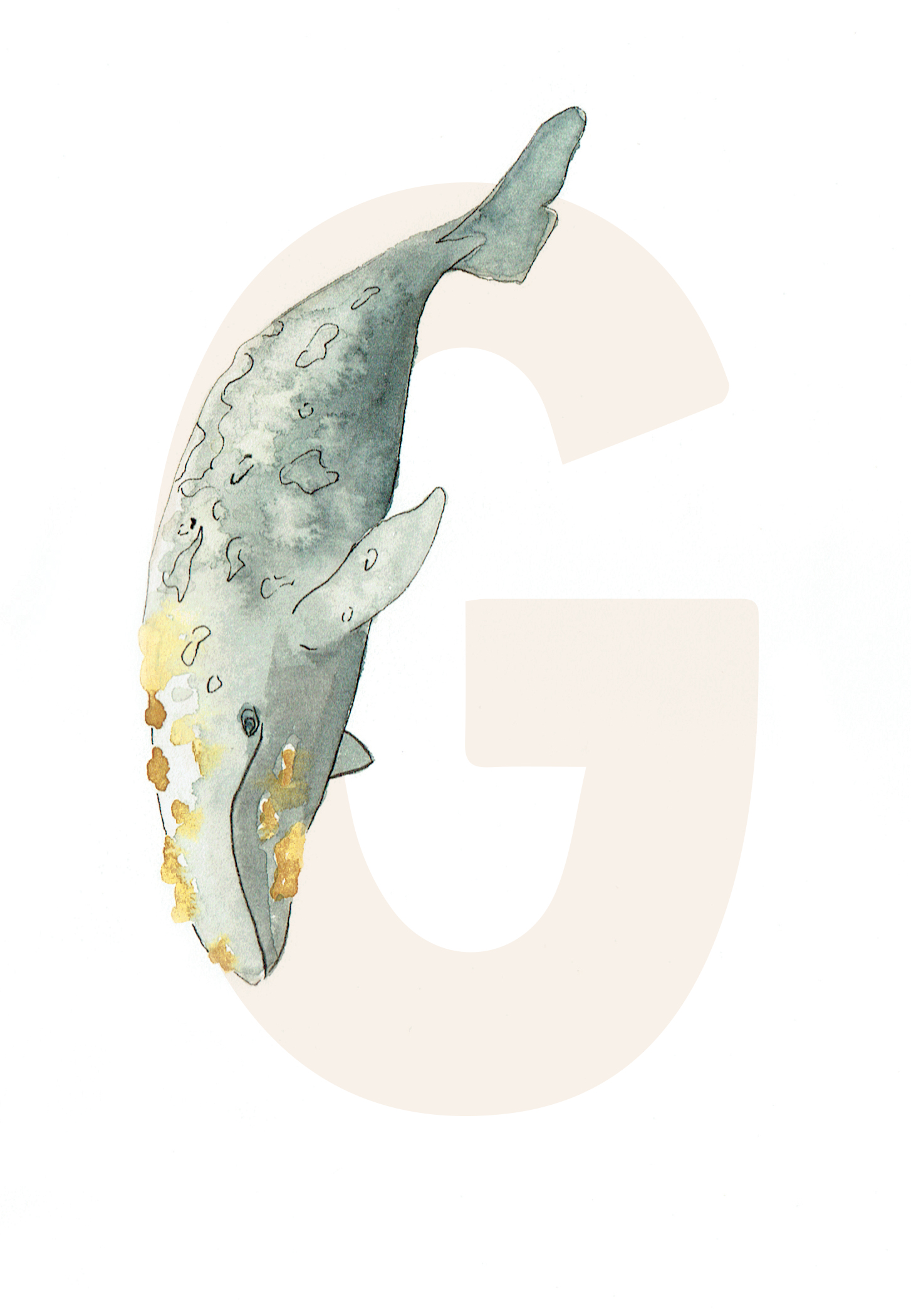 G is for Grey Whale