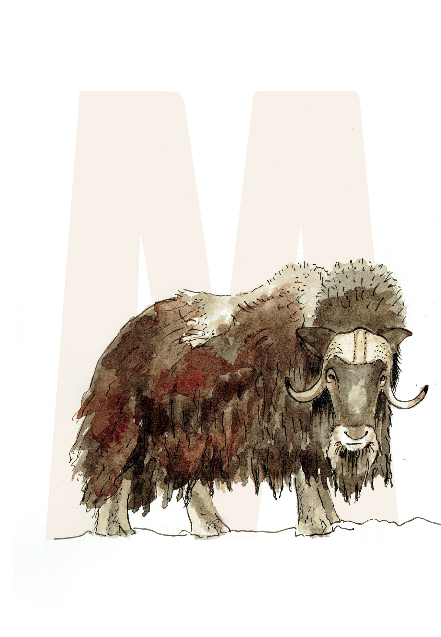 M is for Muskox