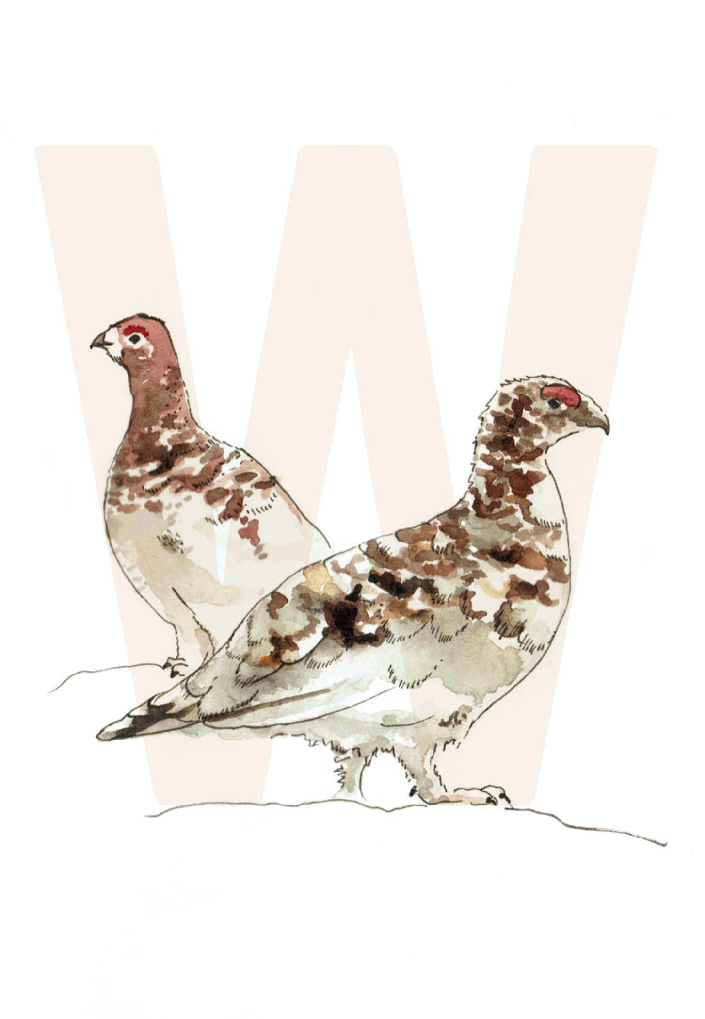 W is for Willow Ptarmigan