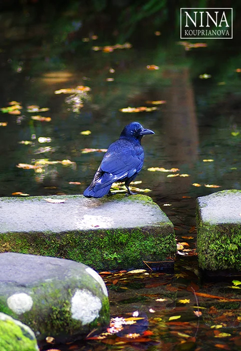 The Visitor (Kanazawa, Japan)