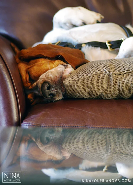 basset reflection.jpg