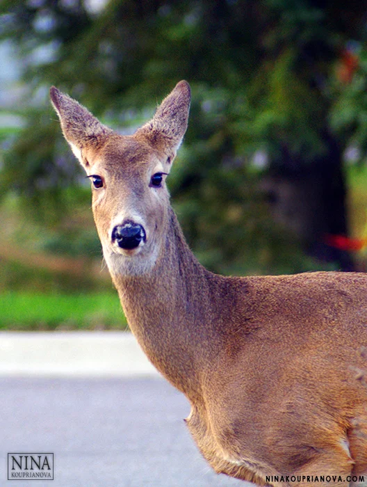 deer not sasquatch 700 px.jpg