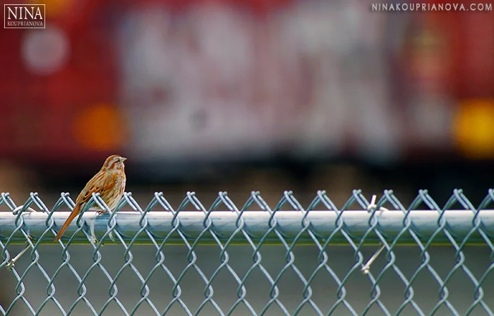 sparrow and trains 700 px.jpg