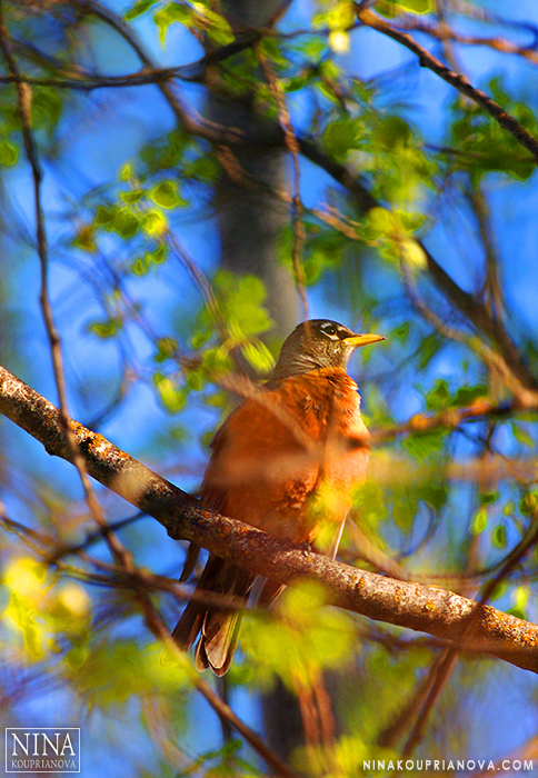 robin in the trees 700px.jpg