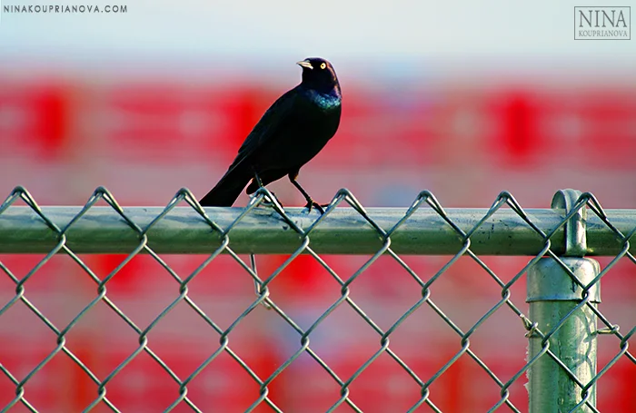 starling on red 700 px.jpg