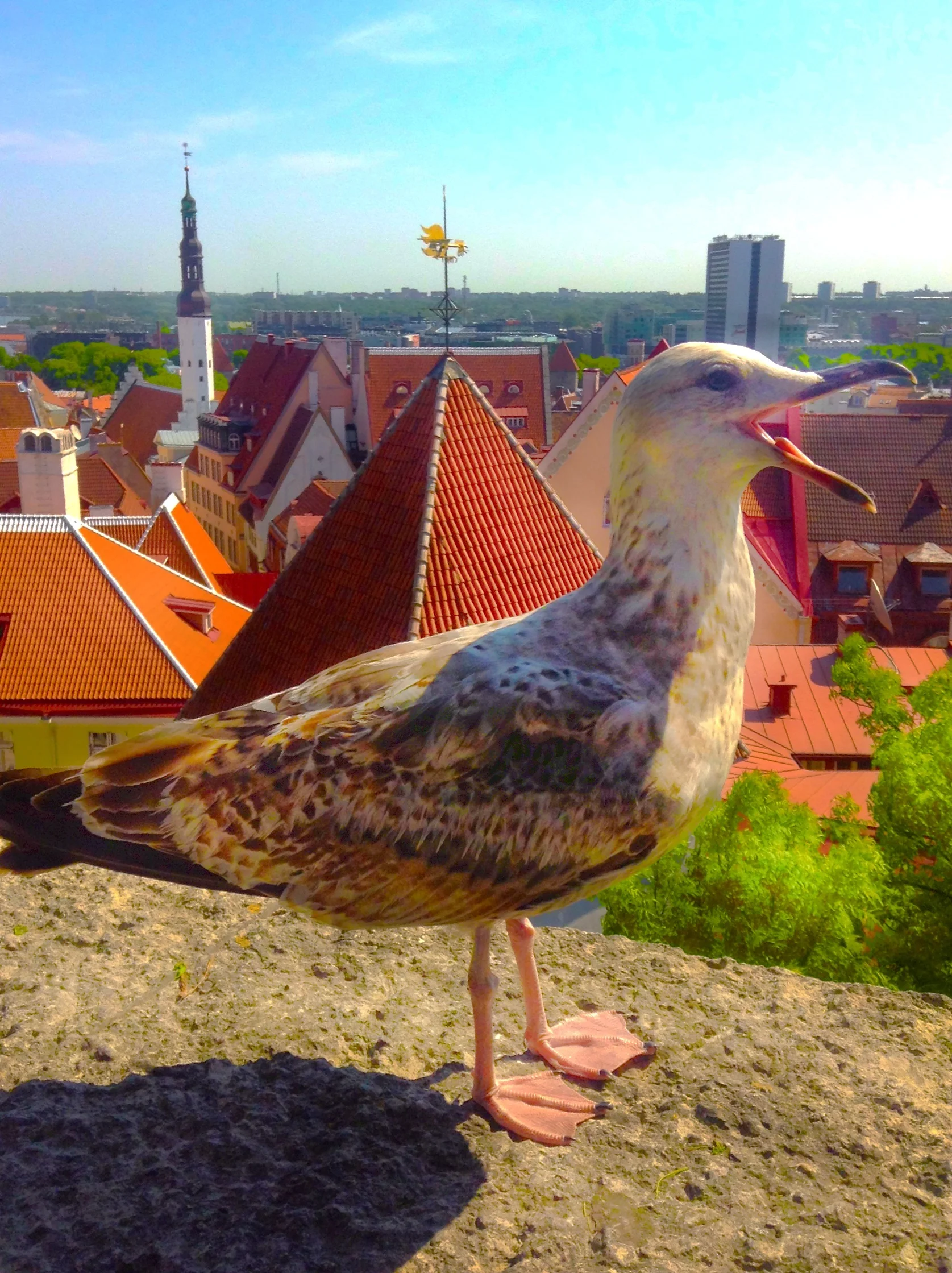 Estonia1.jpg