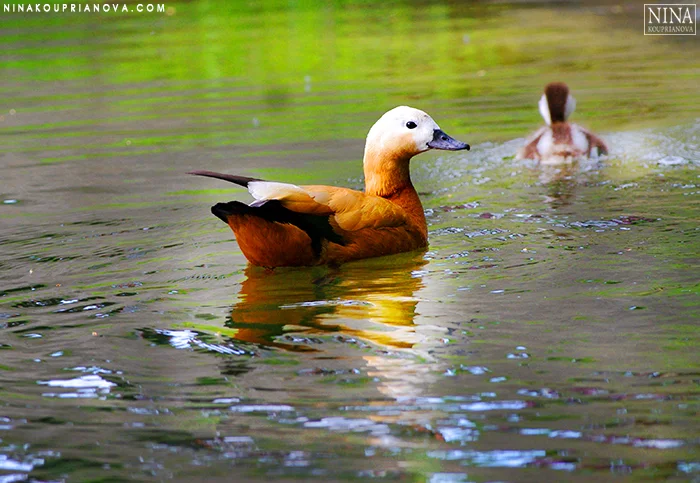 orange duck 700 px.jpg