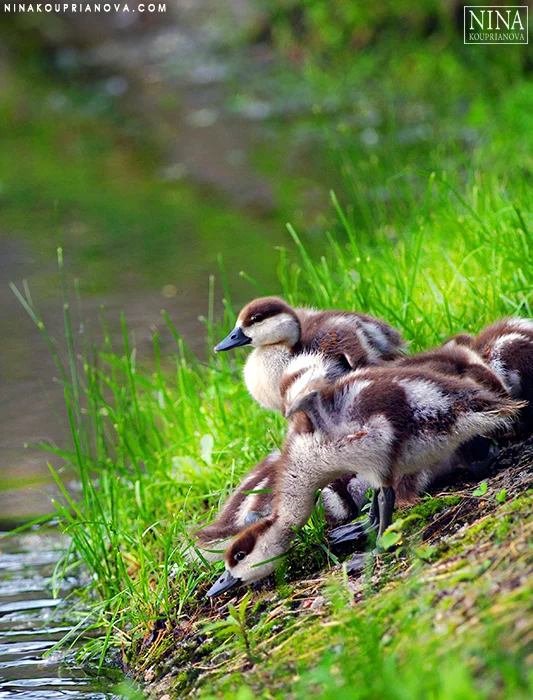 orange ducklings onward 700 px.jpg